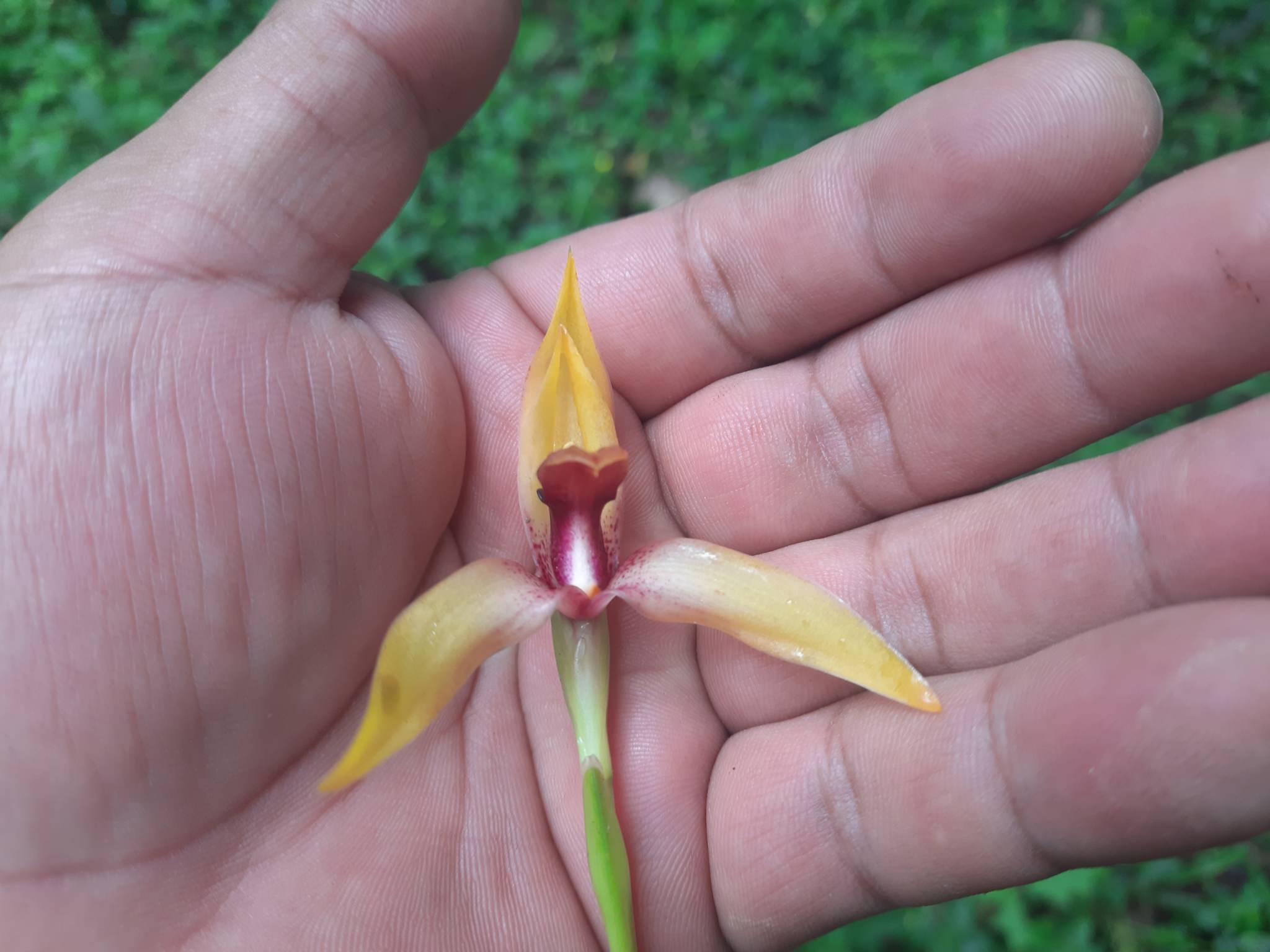 Maxillaria rhombea